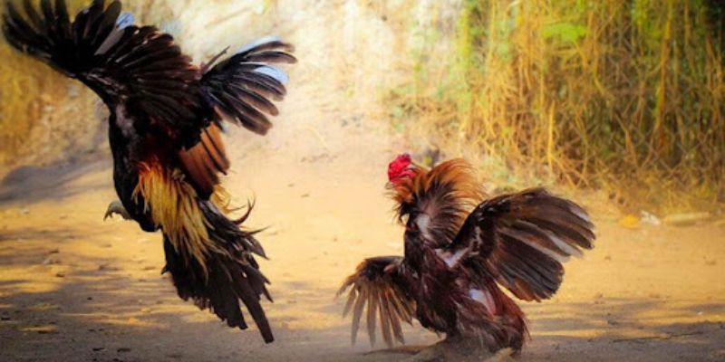 Đá gà trực tiếp trên mạng